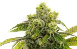 AK-47 Auto