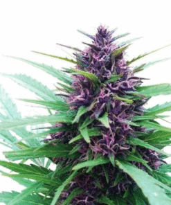 Auto Purple Kush Seeds