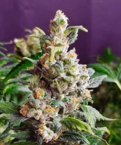 Auto Super Lemon Haze Seeds