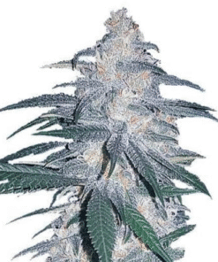 Blue Dream Strain Seeds