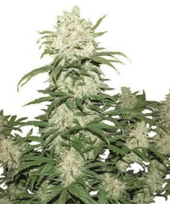 Blueberry Strain Seeds