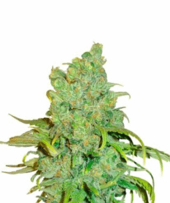 Chocolope Strain Seeds