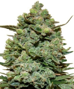 Girl Scout Cookies Strain Seeds (GSC)