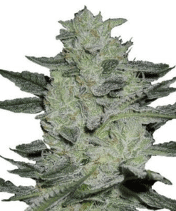 Jack Herer Seeds