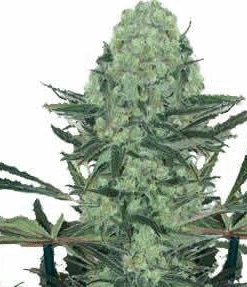 Northern Lights #5 Seeds