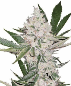 Strawberry Cough Seeds