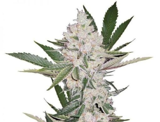 Strawberry Cough Seeds