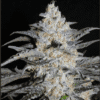 Triangle Auto Seeds – Premium Autoflowering Cannabis Seeds