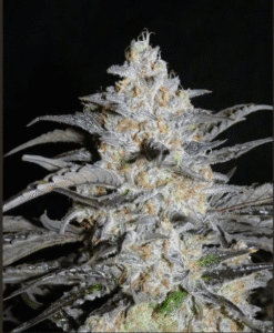 Triangle Auto
