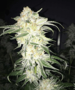 Afghan Kush Seeds