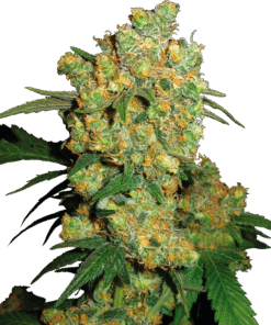 Big Bud Regular Seeds