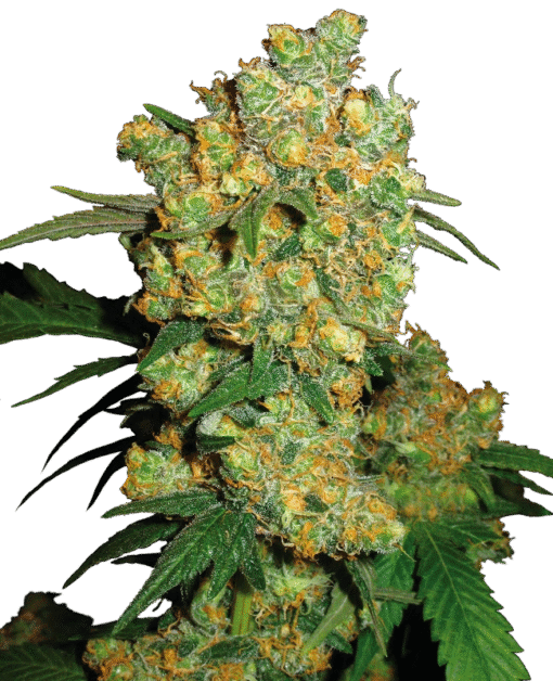 Big Bud Regular Seeds