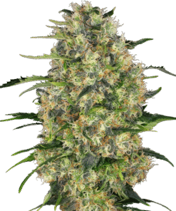 Black Domina Regular Seeds