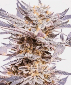 Granddaddy Purple Seeds