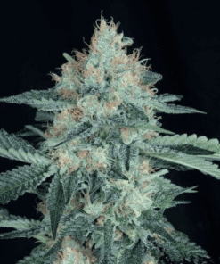 Great White Shark Seeds