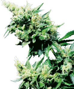 Hash Plant Regular Seeds