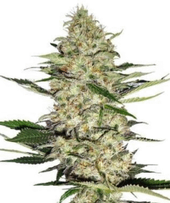 Hindu Kush Seeds