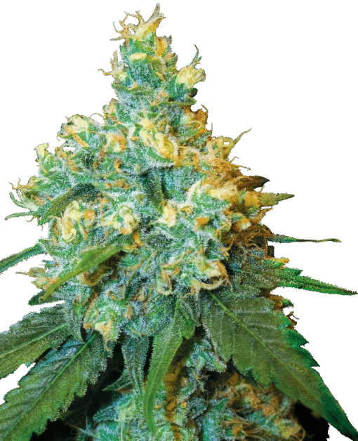 Jack Herer Regular Seeds