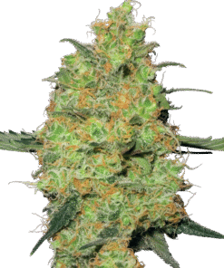 Master Kush Regular Seeds by White Label