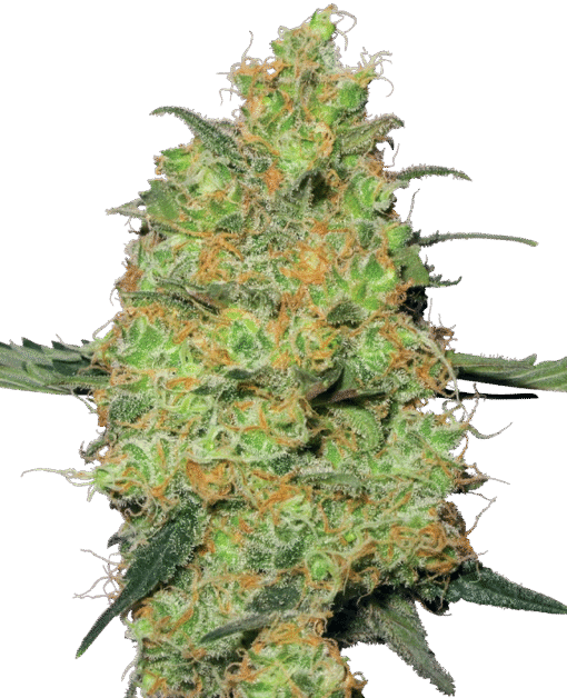 Master Kush Regular Seeds by White Label