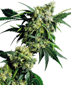 Mr Nice G13 X Hash Plant Regular Seeds