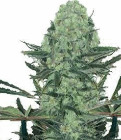 Northern Lights #5 Seeds