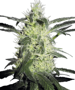 Silver Haze Regular Seeds