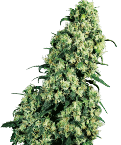 Skunk #1 Regular Seeds