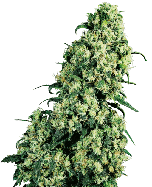 Skunk #1 Regular Seeds