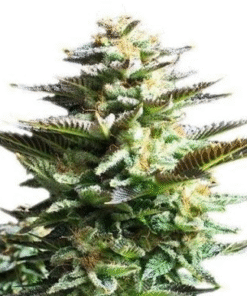 White Fire Alien Kush Seeds