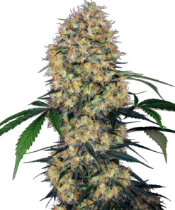 Sensi Amnesia XXL Automatic Seeds