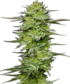 Amnesia Jelly Automatic Seeds