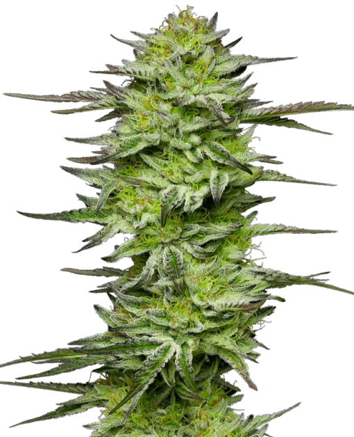 Amnesia Jelly Automatic Seeds