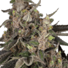 Bahama Mama Automatic Seeds