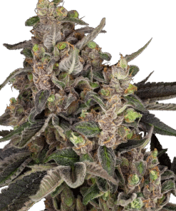 Bahama Mama Automatic Seeds
