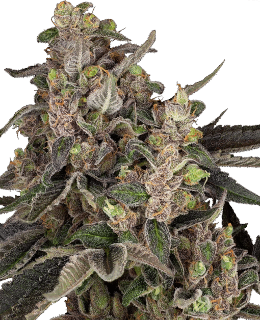 Bahama Mama Automatic Seeds