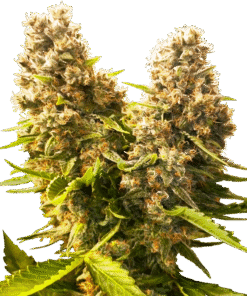 Banana Kush Cake Automatic Seeds