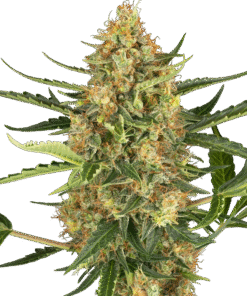 Blueberry Bubblegum Automatic Seeds