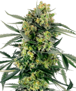 Blueberry Zkittlez Automatic Seeds