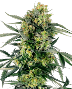 Blueberry Zkittlez Automatic Seeds