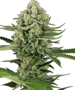Candy Buds Automatic Seeds