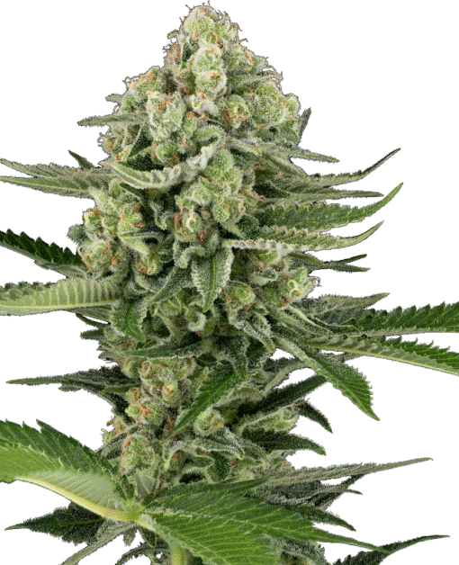 Candy Buds Automatic Seeds