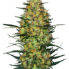 Caramellow Kush Automatic Seeds