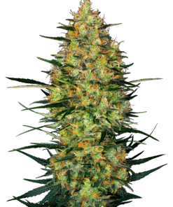 Caramellow Kush Automatic Seeds