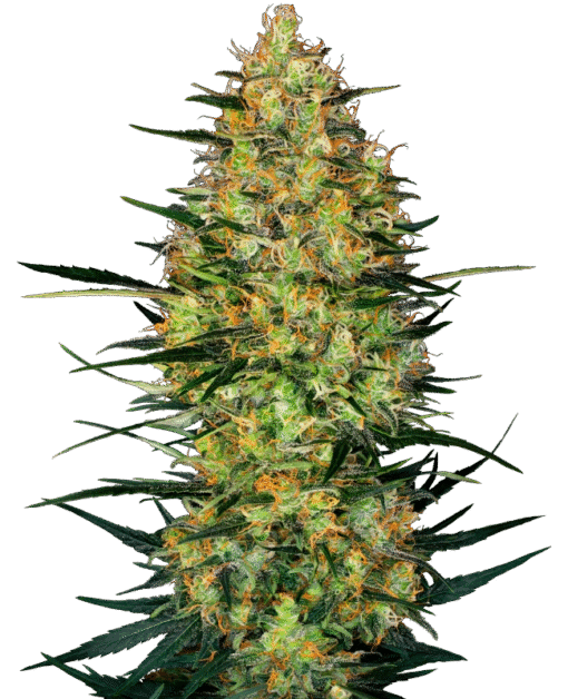 Caramellow Kush Automatic Seeds