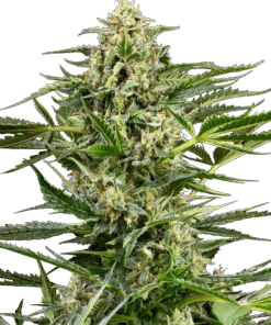 Citrus Fuel Automatic Seeds