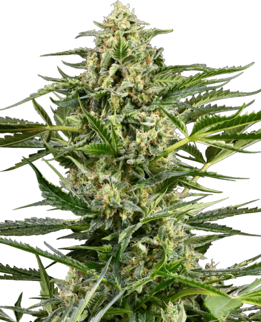 Citrus Fuel Automatic Seeds