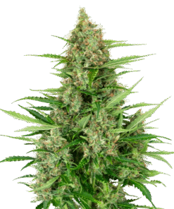 Double Kush Cake Automatic Seeds