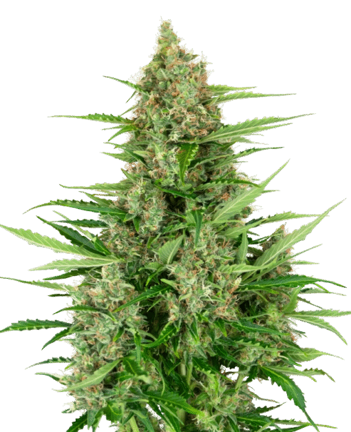 Double Kush Cake Automatic Seeds