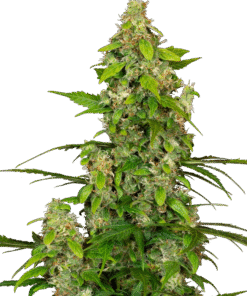 Gorillaz Automatic Seeds